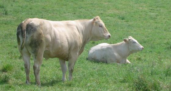 Vaches blonde d'aquitaine