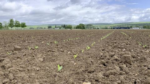 Agreste vient de publier ses premières estimations de surfaces en maïs, tournesol et soja pour la récolte 2024.