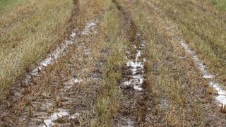 L'état des parcelles, ici dans l'Aisne ce 15 mai 2024, ne permet pas aux entrepreneurs de travaux agricoles de réaliser les chantiers dans des conditions normales. L'état des parcelles, ici dans l'Aisne ce 15 mai 2024, ne permet pas aux entrepreneurs de travaux agricoles de réaliser les chantiers dans des conditions normales.