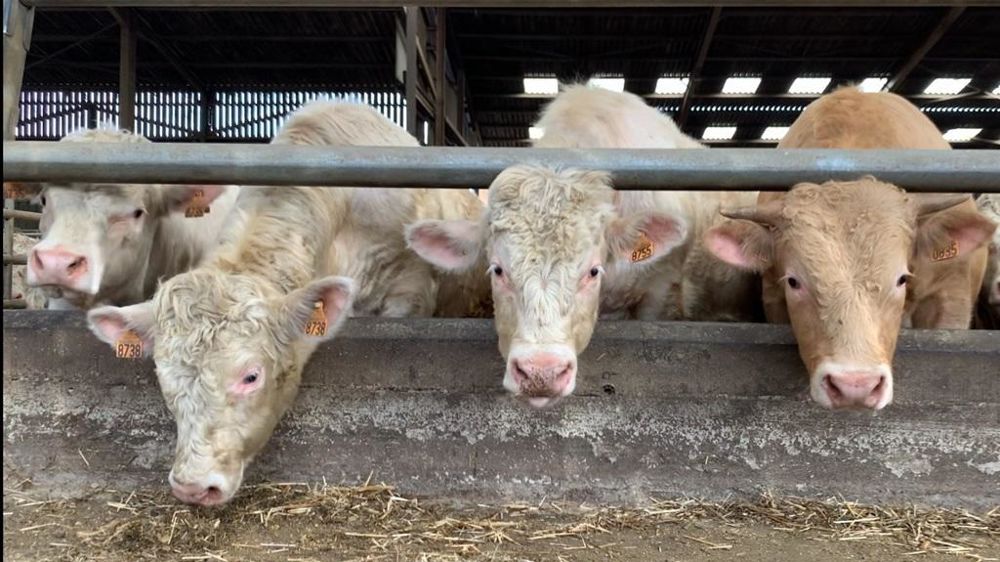 Charolais à l'engraissement