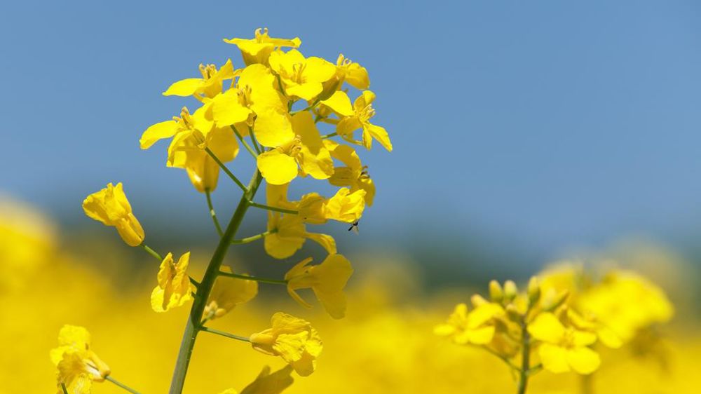 Fleur de colza