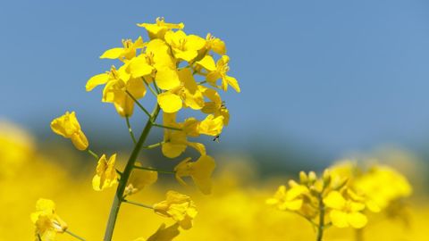 Peu avant 14h ce jeudi 23 mai, le colza Euronext cotait à 494,50 €/t, et l'échéance novembre 2024 atteignait 502,25 €/t. Peu avant 14h ce jeudi 23 mai, le colza Euronext cotait à 494,50 €/t, et l'échéance novembre 2024 atteignait 502,25 €/t.