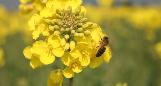 Syngenta œuvre en faveur de l’amélioration de la santé des abeilles au travers de plusieurs programmes de recherche et développement. Ses engagements sont visibles sur le site : www.engagement-abeille.com