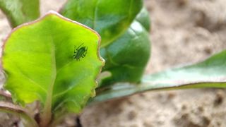 La requête d'Agir pour l'environnement contre la dérogation 120 jours de Movento, insecticide autorisé pour lutter contre les pucerons sur betterave, a été rejetée par le Conseil d’État. La requête d'Agir pour l'environnement contre la dérogation 120 jours de Movento, insecticide autorisé pour lutter contre les pucerons sur betterave, a été rejetée par le Conseil d’État.