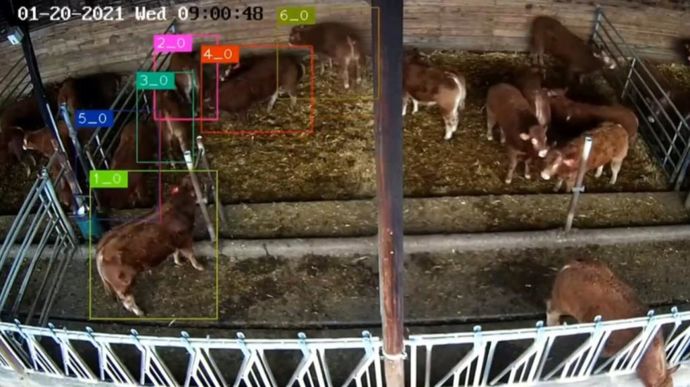 Couplée à la vidéo, l'intelligence artificielle pourrait bien conquérir les ateliers d'engraissement de taurillons pour aider les éleveurs.