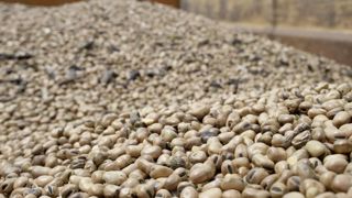 L'aide aux légumineuses à graines pour la récolte de 2023 a été fixée à 104,23 €/ha, ce qui pénalise quelque peu les protéagineux (183,5 €/ha pour 2022). L'aide aux légumineuses à graines pour la récolte de 2023 a été fixée à 104,23 €/ha, ce qui pénalise quelque peu les protéagineux (183,5 €/ha pour 2022).