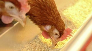 Le syndicat national de l'industrie de la nutrition animal alerte sur l'impossibilité pour les fabricants français d'anticiper les quantités de soja disponibles en 2025. Le syndicat national de l'industrie de la nutrition animal alerte sur l'impossibilité pour les fabricants français d'anticiper les quantités de soja disponibles en 2025.