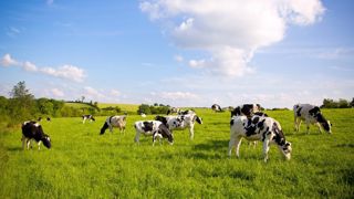 Au 20 mai, 94 % des surfaces en prairie permanente ont une production supérieure d'au moins 10 % à la normale. Au 20 mai, 94 % des surfaces en prairie permanente ont une production supérieure d'au moins 10 % à la normale.