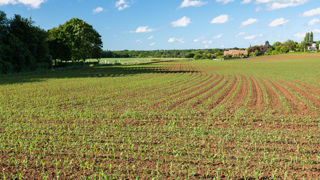 Au 3 juin 2024, 80 % des maïs grain français ont levé, selon Céré'Obs. Au 3 juin 2024, 80 % des maïs grain français ont levé, selon Céré'Obs.