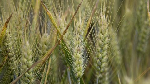 Au 3 juin, l'observatoire Céré'Obs comptabilisait 62 % des surfaces de blé tendre dans un état bon à très bon, contre 88 % à la même date l'an dernier.