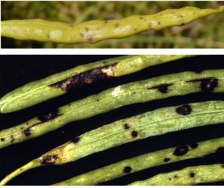 Alternaria