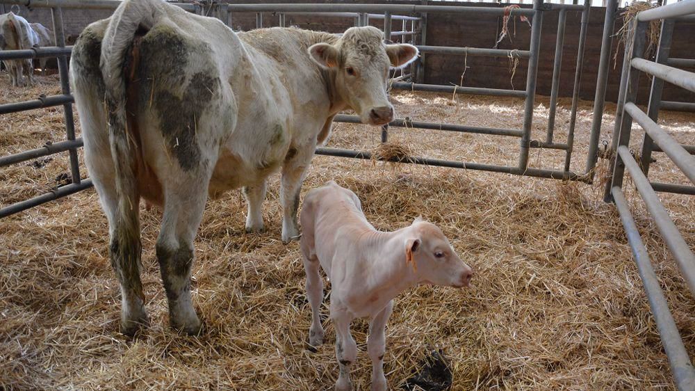 Jeune veau charolais