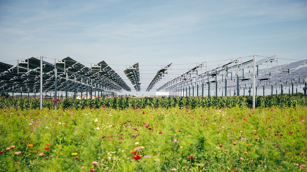 trois cultures sous canopée agricole observées simultanément