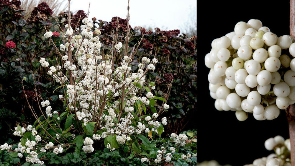 Callicarpa Magical 'Snowqueen'.