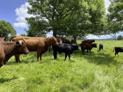 L'objectif de la station Inrae est d'engraisser les animaux à l'herbe sur une courte durée, grâce à la génétique précoce de la race angus.