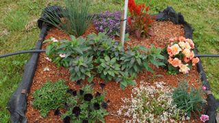Pour aiguiser la curiosité, la station d’expérimentation de Roville-aux-Chênes dispensera 383 plants et nouveautés pour un cocktail coloré.