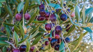 L'Espagne abaissera le taux de TVA de l'huile d'olive à 0 % à partir du mois de juillet 2024. L'Espagne abaissera le taux de TVA de l'huile d'olive à 0 % à partir du mois de juillet 2024.