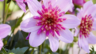 Dahlia Dalina® ‘Maxi Starburst’ Pink de Florensis. Dahlia Dalina® ‘Maxi Starburst’ Pink de Florensis.
