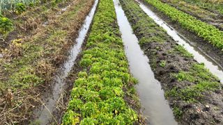 Les fortes pluies ont empêché le bon déroulement des chantiers de semis et de repiquage. Les légumes en place jaunissent. Les fortes pluies ont empêché le bon déroulement des chantiers de semis et de repiquage. Les légumes en place jaunissent.