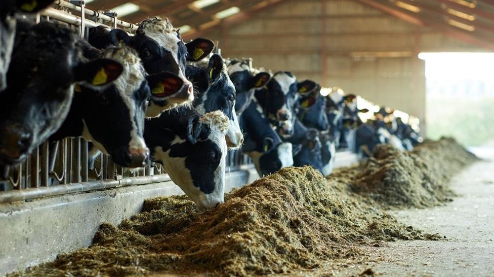 Vaches à l'auge en stabulation
