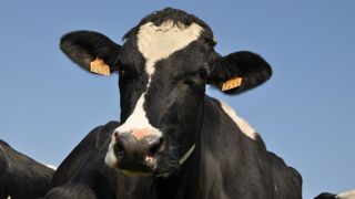 Lorsqu'elles ont trop chaud, les vaches restent plus longtemps debout cherchant la fraîcheur.