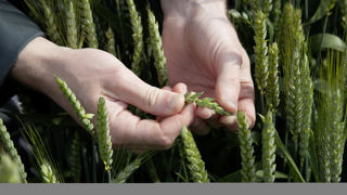 « Sur blé tendre, on considère qu’il faut une quarantaine de grains par épi », rappelle Jean-Charles Deswarte chez Arvalis. « Sur blé tendre, on considère qu’il faut une quarantaine de grains par épi », rappelle Jean-Charles Deswarte chez Arvalis.