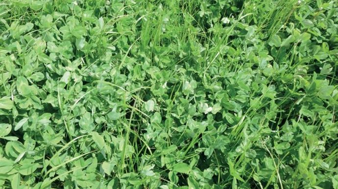 En complément du choix d'espèce, le choix variétal n'est pas à négliger, avec de nombreuses variétés inscrites au catalogue.