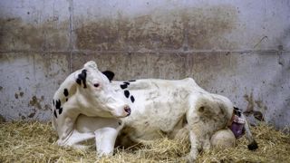 La rétention placentaire est une maladie métabolique car liée à l'immunité de la vache. La rétention placentaire est une maladie métabolique car liée à l'immunité de la vache.