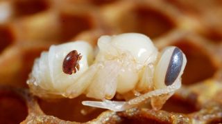 Des scientifiques de l'Inrae mettent en avant des travaux portant sur la résistance de certaines colonies d'abeilles au varroa avec un comportement dit « hygiénique ». Des scientifiques de l'Inrae mettent en avant des travaux portant sur la résistance de certaines colonies d'abeilles au varroa avec un comportement dit « hygiénique ».