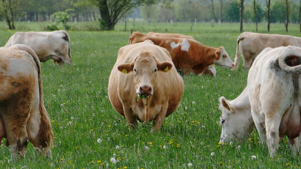 En élevage bovin, la préparation au vêlage influence la santé du veau