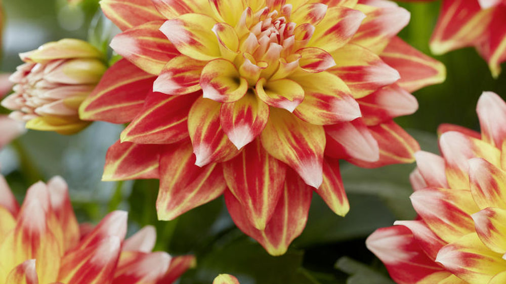 Dahlia coccinea Hypnotica® ‘Candy Corn’ Orange.