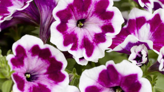 Petunia x hybrida ‘Painted Love’ Purple. Petunia x hybrida ‘Painted Love’ Purple.