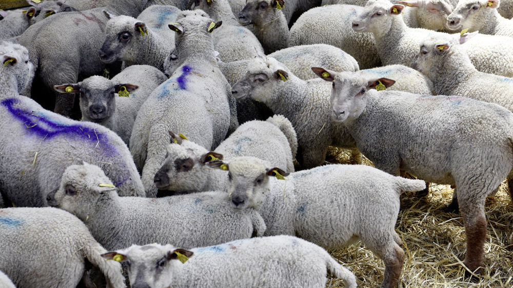 agneaux dans une bergerie