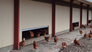 En poules pondeuses, le lavage est le deuxième poste de consommation d’eau, derrière l’abreuvement. En poules pondeuses, le lavage est le deuxième poste de consommation d’eau, derrière l’abreuvement.