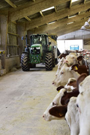 Distribution de la ration aux vaches laitières. Distribution de la ration aux vaches laitières.
