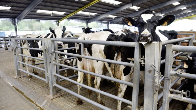 Le poids de carcasse est très hétérogène, plsu d'un tiers des vaches abbattues étant maigres car non engraissées.
