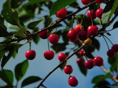 La production de cerises recule en Région Paca en raison des intempéries du printemps 2024. La production de cerises recule en Région Paca en raison des intempéries du printemps 2024.