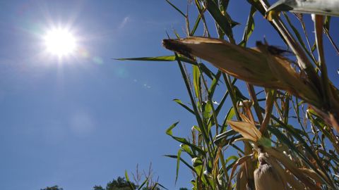 Un manque de pluie au moment de la floraison peut fortement influencer à la baisse les rendements du maïs. Un manque de pluie au moment de la floraison peut fortement influencer à la baisse les rendements du maïs.