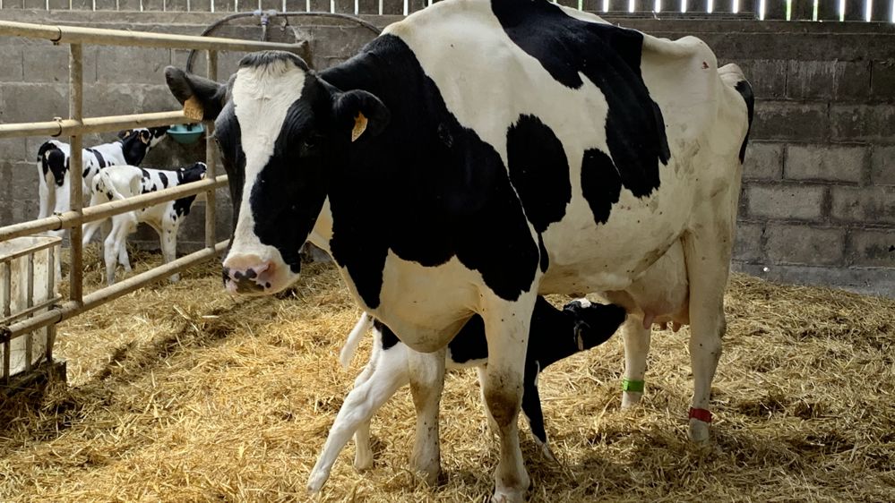 Vache holstein allaitant son veau