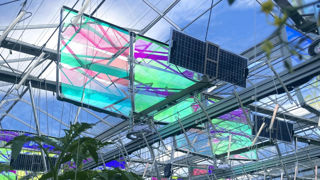 La start-up Voltiris a conçu des panneaux moirés qui laissent passer les longueurs d’ondes de la lumière solaire essentielles pour la photosynthèse tandis que celles non utilisées sont filtrées et focalisées sur des cellules photovoltaïques. La start-up Voltiris a conçu des panneaux moirés qui laissent passer les longueurs d’ondes de la lumière solaire essentielles pour la photosynthèse tandis que celles non utilisées sont filtrées et focalisées sur des cellules photovoltaïques.