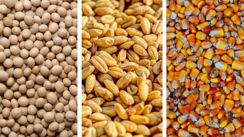 Les cours des grains, pour certains, à leur plus bas niveau depuis 2020.