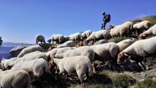 Sébastien Nègre, éleveur dans les Pyrénées-Orientales, avec ses brebis. Sébastien Nègre, éleveur dans les Pyrénées-Orientales, avec ses brebis.