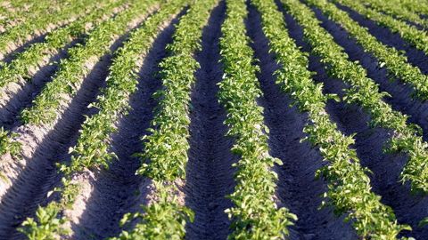 Les surfaces européennes de pommes de terre de consommation pourraient être en hausse de 4 à 6 % selon le NEPG. Les surfaces européennes de pommes de terre de consommation pourraient être en hausse de 4 à 6 % selon le NEPG.