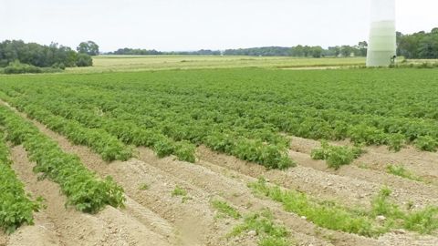 Champ de pommes de terre