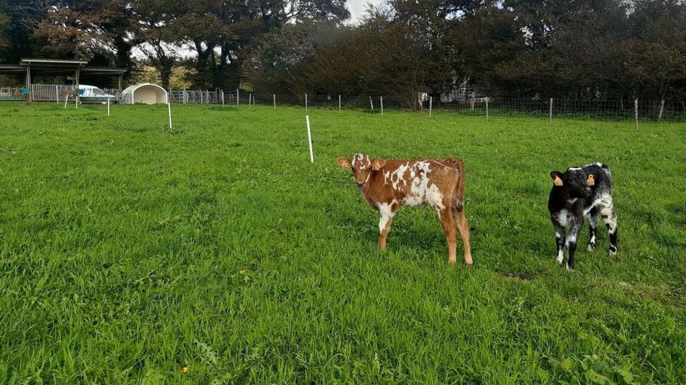 Veaux laitiers dehors