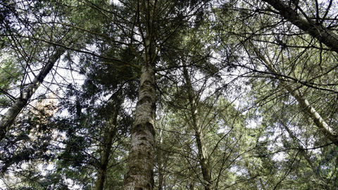 Après les importantes hausses post-Covid de 2021 (+34 %) et de 2022 (+17 %), l’indice général des cours en 2023 « est en recul de 10 %, toutes essences confondues », indique l'interprofession France Bois Forêt. Après les importantes hausses post-Covid de 2021 (+34 %) et de 2022 (+17 %), l’indice général des cours en 2023 « est en recul de 10 %, toutes essences confondues », indique l'interprofession France Bois Forêt.