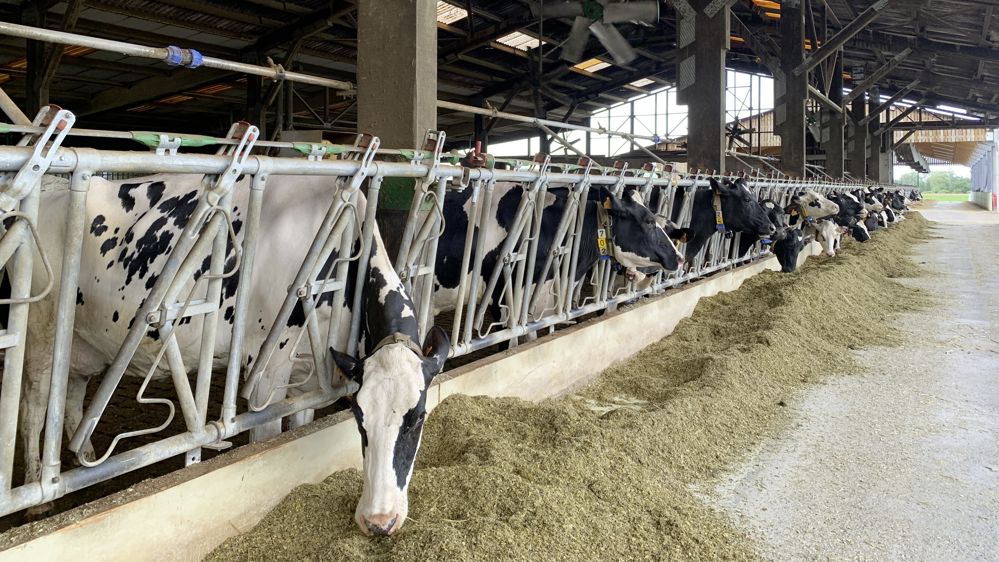 Stabulation laitière en Alsace semi-ouverte avec ventilateurs.