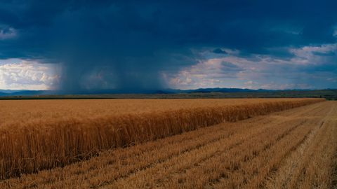 En France, et dans d'autres pays européens, la récolte du blé est perturbée par des pluies intermittentes. En France, et dans d'autres pays européens, la récolte du blé est perturbée par des pluies intermittentes.