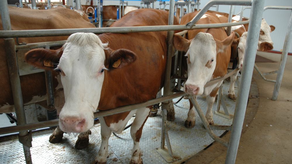 Des vaches allemandes de race simmental.