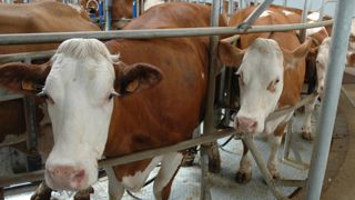 Retrouvez les prix du lait allemands et français dans la rubrique Observatoire du prix du lait.de L'éleveur laitier.